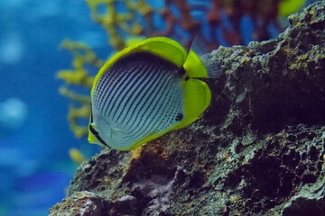 水族館の魚たち