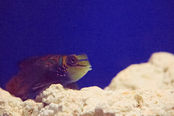 水族館の魚たち