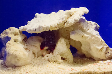 水族館の魚たち