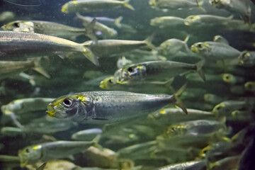 水族館の魚たち