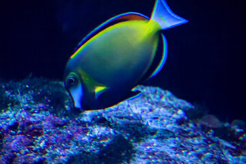 水族館の魚たち