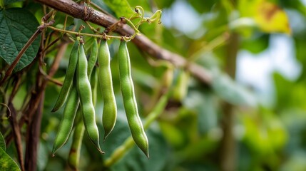 Obraz premium Close-up of fresh, elongated green beans hanging from a vine, set against a blurred background of leaves. Natural lighting highlights textures
