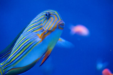 水族館の魚たち