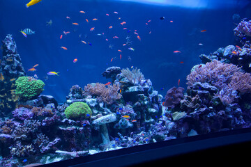 水槽で泳ぐ魚たち