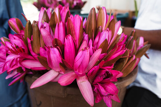 Close up of a beautiful deep pink lotus flower sacred to the Buddhists  as an offering to the Buddha or Padmasambhava at the Temple of the Tooth,Sri Dalada Maligawa,built in 1595 in Kandy,Sri Lanka