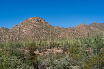 Saguaro National Park
