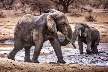 Adult and young elephant at a water hole in Tanzania © Robert