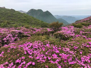 Obraz premium 平治岳のミヤマキリシマ 写真素材
