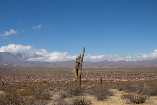 mountain landscape with cactus