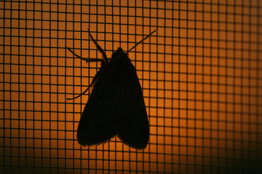 silhouette of night moth resting on window screen against warm orange evening light