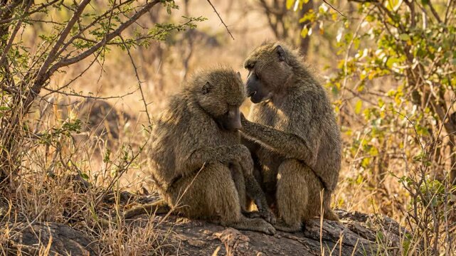Two olive baboons intimately grooming each other in the warm sunlight of the African savanna. A close-up view of this social behavior amidst dry