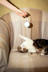 Scottish cat relaxes on sofa and enjoys playing with owner, who is holding decorative ball. Vertical banner. New Year and pets concept. Selective focus and copy space