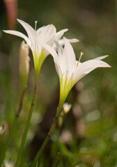 Obraz premium Rain Lily Flowers reaching out, Zephyranthes atamasco
