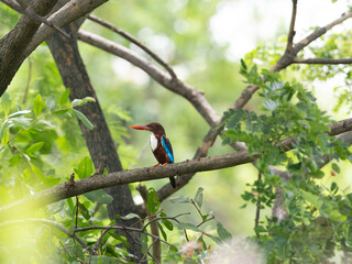 a white throated kingfisher perched on a tree branch