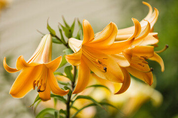 Obraz premium Orange Trumpet Lily Plant is Full Bloom. Chain of freshly opened Flowers