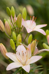 Obraz premium Asiatic Lily Rosella's Dream