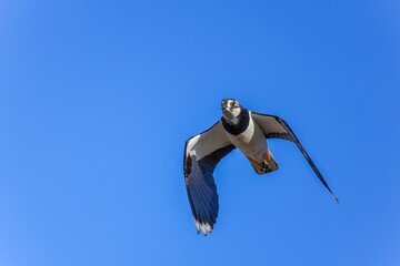 青空バックに優雅に飛ぶケリ