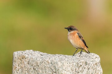グリーンバックにお気に入りの岩にとまってくつろぐノビタキ オス