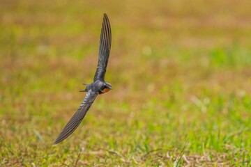 グリーンバックに高速でターンするツバメの飛翔シーン
