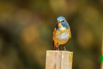 杭にとまってのんびりくつろぐルリビタキ オス