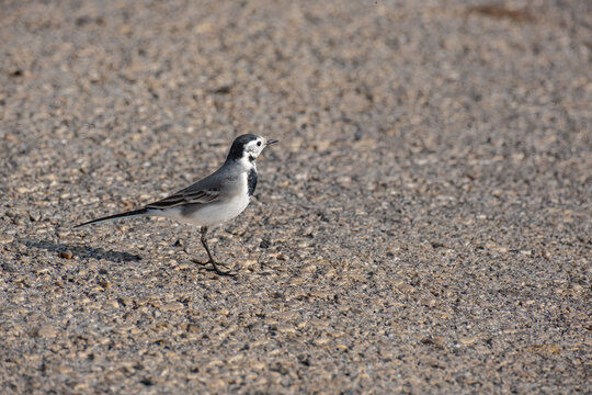 White Wagtail (Motacilla alba) standing on asphalt road in urban environment, detailed side view.