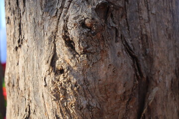 tree bark, knot, texture, dark brown, nature, photograph, pattern