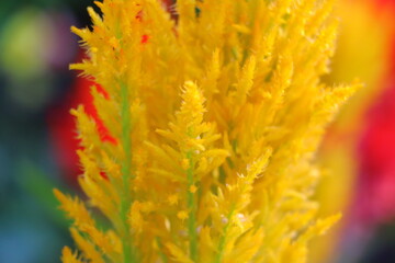 flowers, beauty, texture, golden yellow, close-up, shape,photo