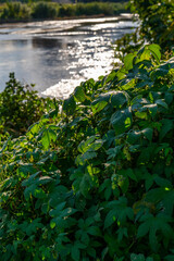 大阪、高井田、Osaka Metro中央線、JRおおさか東線、交通、鉄道、青空、雲、川、橋、林木、水
