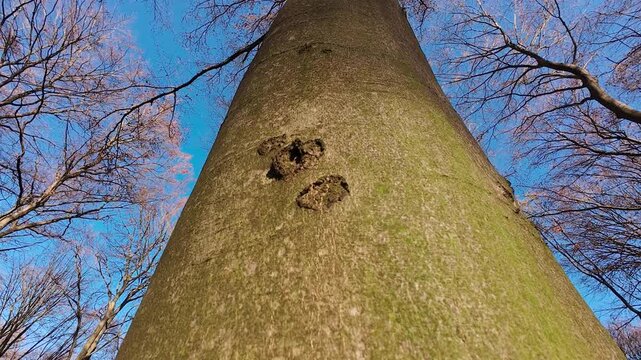 A low-angle video of a European Beech (Fagus sylvatica) trunk, showcasing the rough, textured bark against a clear blue sky.