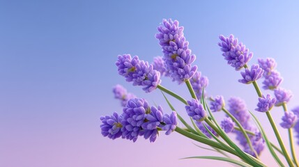 Obraz premium Beautiful lavender flowers blooming against a soft pastel sky, perfect for nature, wellness, or aromatic themes in design and illustration projects