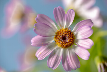 Fototapeta premium Closeup of Florist's Cineraria flower