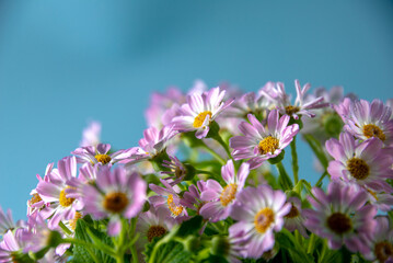 Obraz premium Closeup of Florist's Cineraria flower