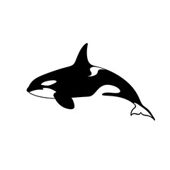Fototapeta premium Striking Black and White Silhouette of an Orca Killer Whale