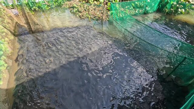 Snakehead fish jump out of the water while feeding in a netted pond in the Mekong Delta, Vietnam.