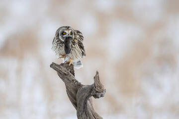 Short Eared Owl with prey