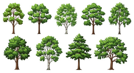 Detailed Set of Deciduous and Coniferous Green Trees Vector Illustration