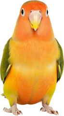 부드러운 색감의 모란앵무새 전신 배경 제거 이미지