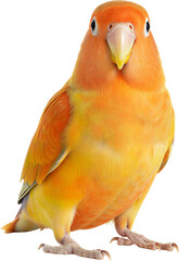 부드러운 색감의 모란앵무새 전신 배경 제거 이미지