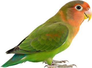 부드러운 색감의 모란앵무새 전신 배경 제거 이미지