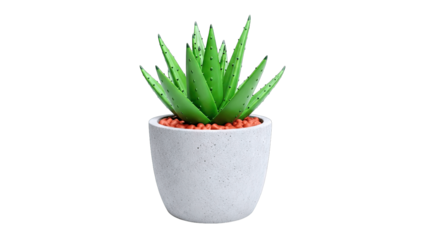 Aloe Vera Plant in a Concrete Pot on White Background