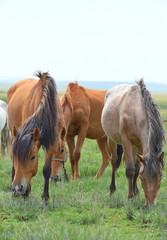 Obraz premium Horses Grazing in a Peaceful Field