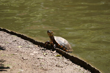 great crested grebe