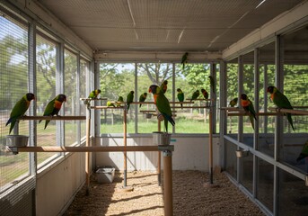 자연 채광 속 앵무새 사육장과 모란앵무새 모습