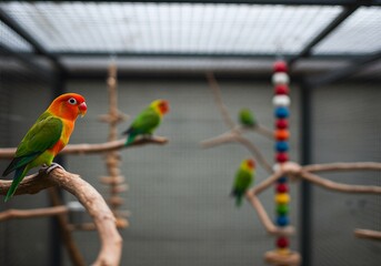 깨끗한 앵무새 사육장에서 쉬고 있는 모란앵무새들