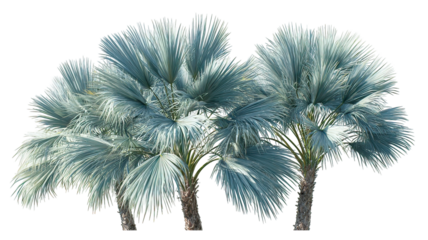 Three Butia capitata palms with blue green sweeping fronds side by side on transparent background