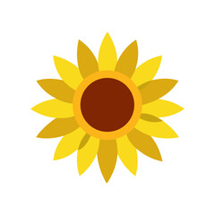 sunflower on white background