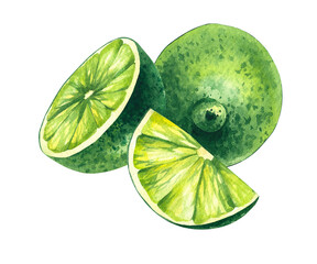Watercolor hand-drawn citrus tropical fruit. Lime hand-painted illustration isolated on white. Botanical lime fruit for wedding invitations, festivals, or postcards.