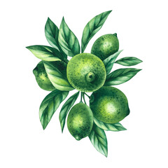 Watercolor hand-drawn citrus tropical fruit. Lime hand-painted illustration isolated on white. Botanical lime fruit for wedding invitations, festivals, or postcards.