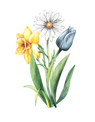 Watercolor spring Easter blooming flower bouquet. Hand-painted illustration of daffodil and tulip. Botanical bouquet for wedding invitations, festivals, or postcards.