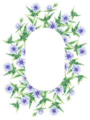 Wreaths chicory field plant on a white background. Hand drawn watercolor flowers plants chicory frame. Chicory Frame for packaging design, cards, invitations, etc.